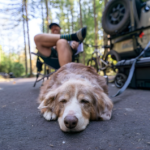 dog sleeping next to male owner and RV