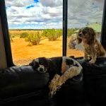 Pet-Friendly RVs at Sun Camper RV