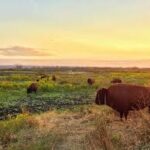 I-75 North Florida road trip Paynes Prairie Preserve State Park