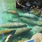 Three Sisters Springs RV Parks Near Crystal River & Homosassa